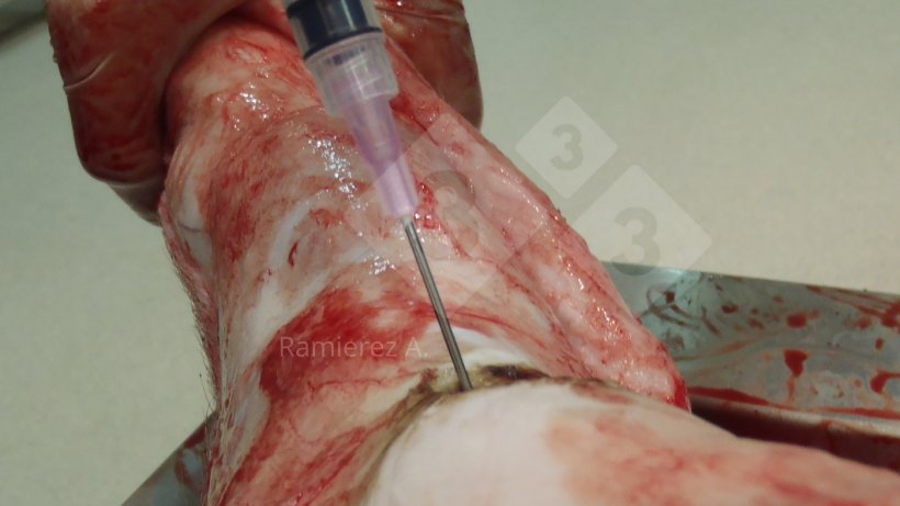 Figure 1. Sampling of the joint fluid from&nbsp;a dead pig. Skin is removed and a syringe is used to collect joint fluid aseptically.
